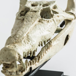 Statue crâne de crocodile en bronze blanc
